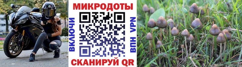 Галлюциногенные грибы Psilocybine cubensis Вышний Волочёк